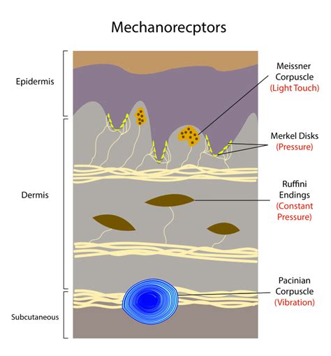 mechanoreceptors|_____________ are responsible for detecting pain and temperature.